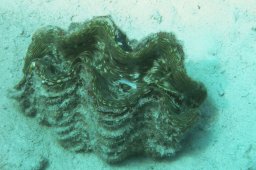 Große Riesenmuschel (Tridacna gigas)